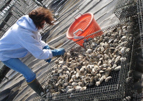 E DENNIS OYSTER FARM 2